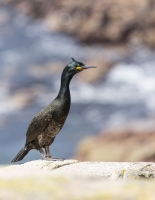 Nom du fichier=16051110331414492214220634.jpg
Taille du fichier=248Ko
Dimensions : 797x1024
Ajouté le : 11 Mai 2016 16051110331414492214220634.jpg