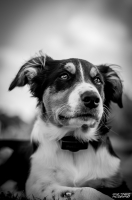 Nom du fichier=160704094149595159.jpg
Taille du fichier=183Ko
Dimensions : 530x800
Ajouté le : 04 Juillet 2016 160704094149595159.jpg