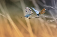 Nom du fichier=186238IMGP07812w.jpg
Taille du fichier=275Ko
Dimensions : 1024x673
Ajouté le : 03 Septembre 2016 186238IMGP07812w.jpg