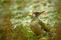 Nom du fichier=191210052921522515.jpg
Taille du fichier=175Ko
Dimensions : 1140x758
Ajouté le : 11 Décembre 2019 191210052921522515.jpg