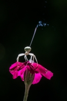 Nom du fichier=23940020160812K5P8502.jpg
Taille du fichier=270Ko
Dimensions : 596x900
Ajouté le : 28 Août 2016 23940020160812K5P8502.jpg