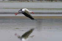 Nom du fichier=39562714661_68c41976b5_o.jpg
Taille du fichier=92Ko
Dimensions : 1024x678
Ajouté le : 08 Janvier 2018 39562714661_68c41976b5_o.jpg