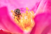 Nom du fichier=_IMG7460-2_4.jpg
Taille du fichier=439Ko
Dimensions : 1000x667
Ajouté le : 01 Juillet 2020 _IMG7460-2_4.jpg