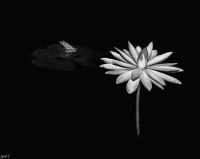 Nom du fichier=imgp9710.jpg
Taille du fichier=67Ko
Dimensions : 1024x819
Ajouté le : 24 Septembre 2017 imgp9710.jpg