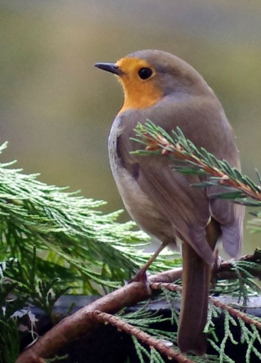 2013-01-29/ papy57
Par papy57 - theme - Faune sauvage

