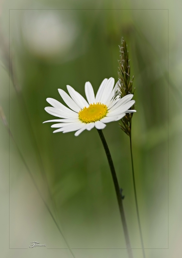 2013-09-17 / deche
deche [Fleurs]
