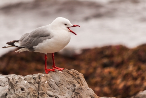 2013-12-25 / bentonjda
bentonjda [Faune sauvage]

