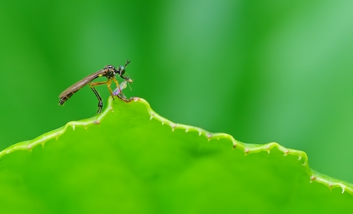2017-08-02/dedales
dedales [Macro et proxiphotographie nature]
