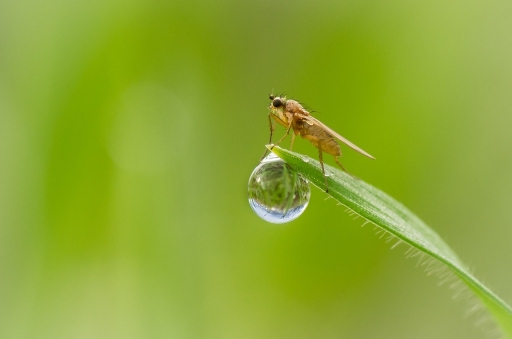 2014-01-28 / olilignan
olilignan [macro et proxi-photo]
