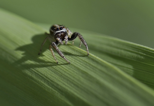 2014-04-26 / phoenix1366
phoenix1366 [Macro et proxi-photo]
