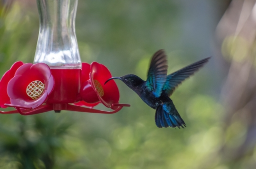 2014-03-26 / DS29
DS29 [Faune sauvage]
