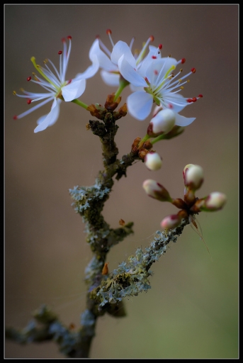 2014-04-01 / Mickmac
Mickmac [Fleurs]
