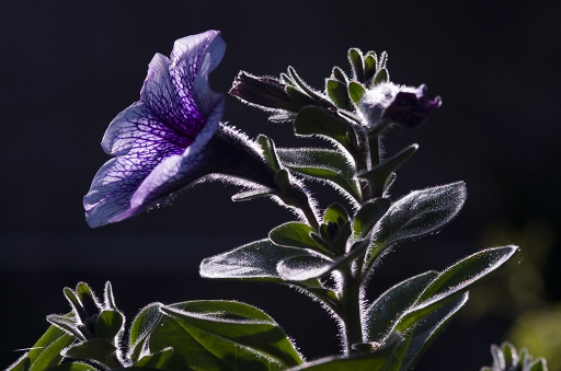 2014-05-14 / elficologue
elficologue [Fleurs]
