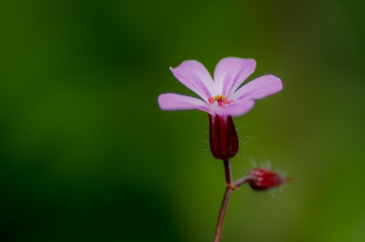 2014-05-13 / tchwouing
tchwouing [Fleurs]

