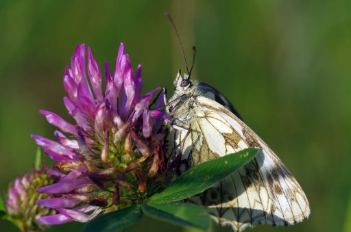 2014-06-22/papy57
papy57 [macro et proxi-photo]
