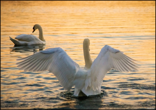 2014-11-04 / Mickmac
Mickmac [Faune sauvage]
