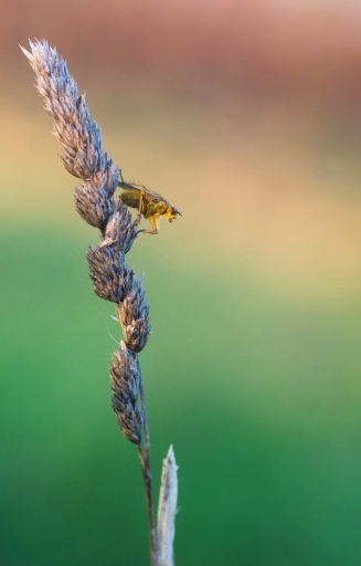 2015-01-13/olilignan
olilignan [Macro et proxy-photo]
