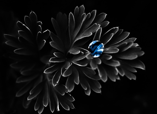 2015-01-21/olilignan
olilignan [Macro et proxi-photo]
