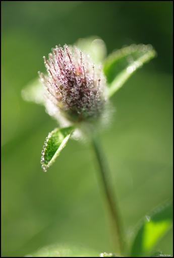 2015-02-06/Mickmac
Mickmac [Fleurs]
