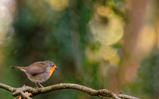 2015-02-12/loustic29
loustic29 [Faune sauvage]
