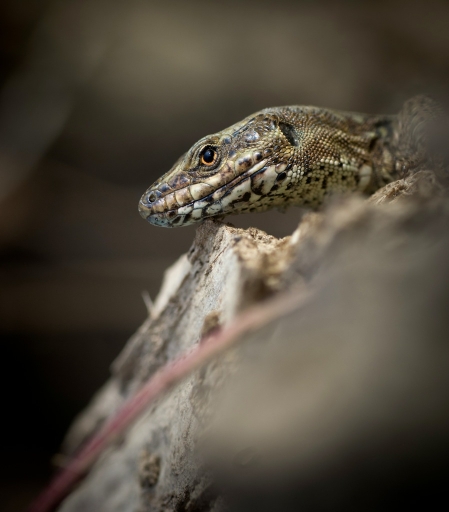 2015-03-11 /olilignan
olilignan [Faune sauvage]
