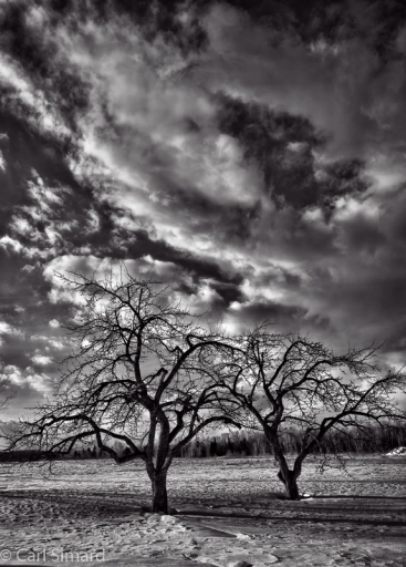 2015-03-15/CarlJF
CarlJF [Noir et Blanc, Sepia et desaturation partielle]
