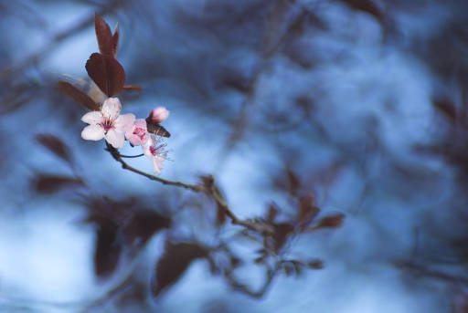 2015-03-17 / olilignan
olilignan [Fleurs]
