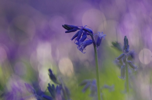 201-04-17/elficologue
elficologue [Fleurs]
