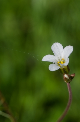 2015-04-22/ nicolas03
nicolas03  [Fleurs]

