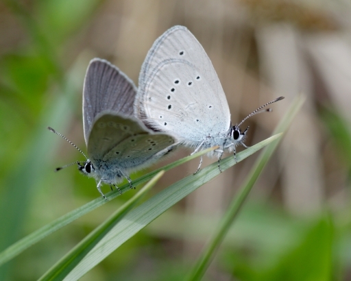 2015-05-19/papy57
papy57  [Macro et proxi-photo]
