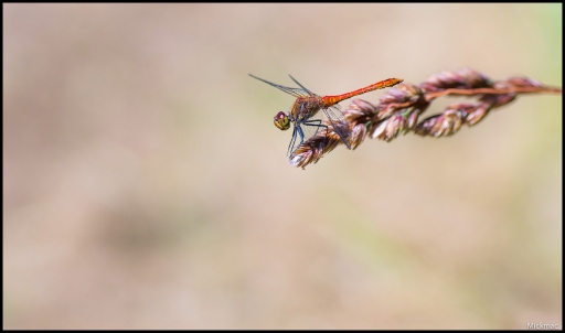 2015-06-30 / Mickmac
Mickmac [Macro et proxi-photo]
