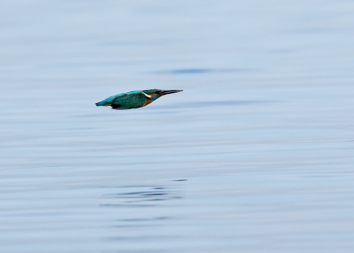 2015-10-06/christiandre
christiandre [Faune sauvage]
