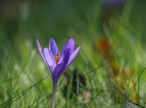 2015-10-13 / SpentaxQR
SpentaxQR [Flore et Botanique]
