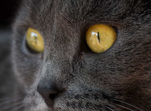 2015-11-11/neosilencers
neosilencers [Animaux domestiques ou captifs]
