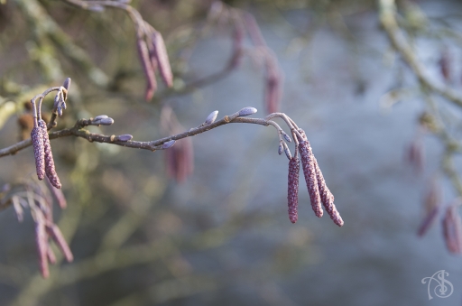 2015-12-29/sijam
sijam [Flore et Botanique]
