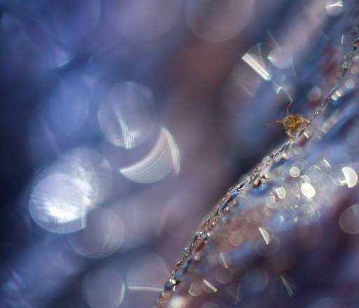 2017-11-29/olilignan
olilignan   "Un monde fantastique 2"
