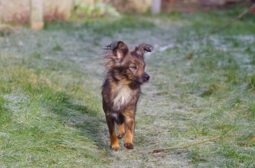 2016-01-20/ elficologue
elficologue  [Animaux domestiques ou captifs]
