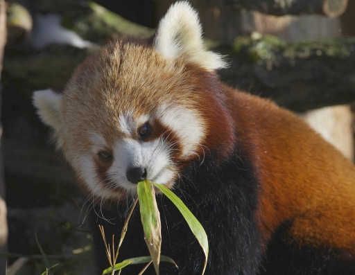2016-01-26 / papy57
papy57 "parc animalier de st.Croix"
