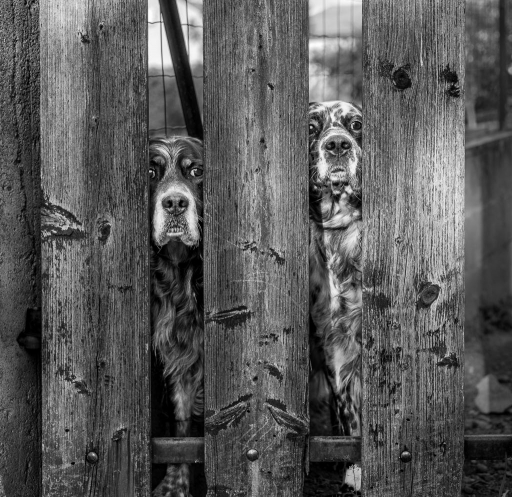 2016-04-13/neodyme
neodyme [Animaux domestiques ou captifs]
