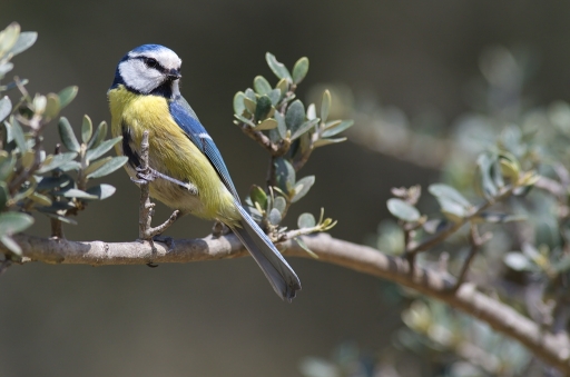 2016-04-18/Netgabe
Netgabe [Faune sauvage]
