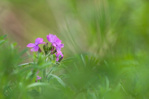 2016-05-03/olilignan
olilignan [Flore et Botanique]
