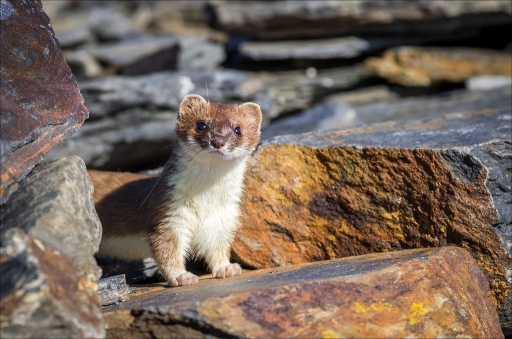 2016-06-15 / pierrot73210
pierrot73210 [Faune sauvage]
