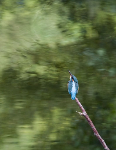 2016-09-27/Gedeon
Gedeon [Faune sauvage]
