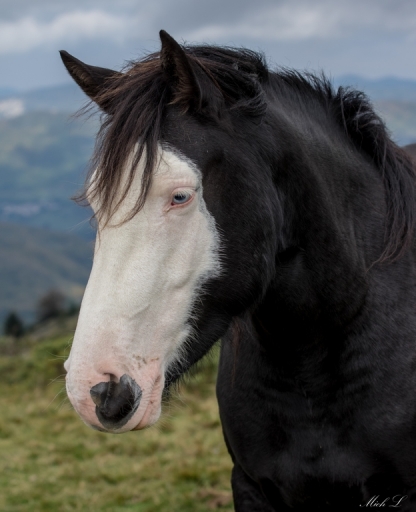 2016-11-02/degun13113
degun13113 [Animaux domestiques ou captifs]
