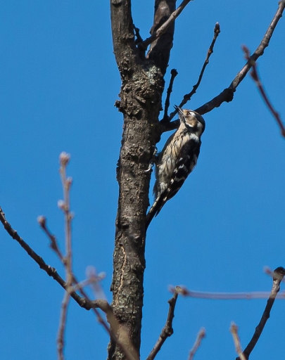 2015-03-11  / phoenix1366
phoenix1366 [Faune sauvage]
