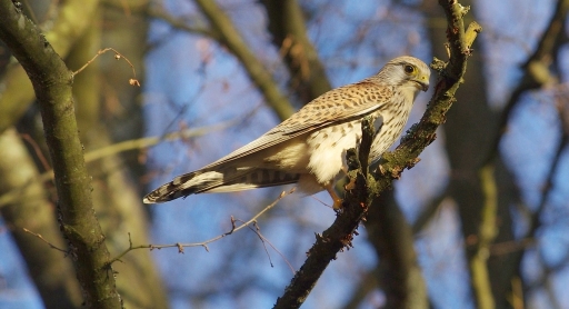 2017-02-10/Papy57
Papy57 "Faucon dans le 57"
