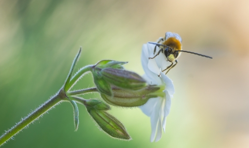 2017-02-14/olilignan
olilignan [Macro et proxiphotographie nature]
