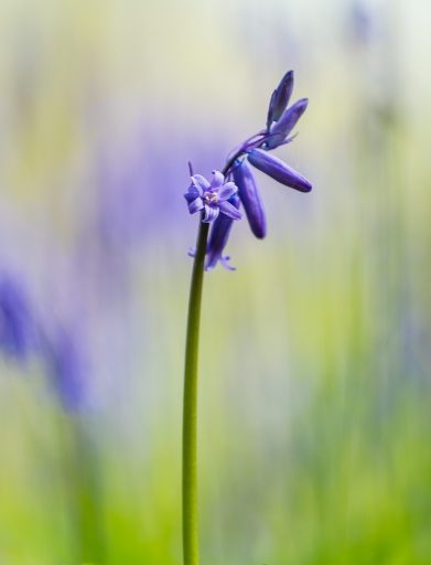 2017-04-25/Electro35
Electro35 [Flore et Botanique]
