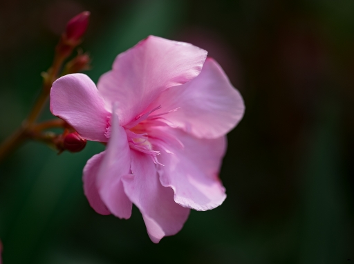 2017-06-22/novice du 11
novice du 11 [Flore et Botanique]
