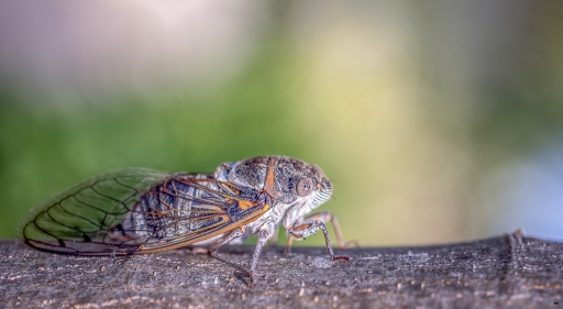 2017-06-24/novice du 11
novice du 11 [Macro et proxiphotographie nature]
